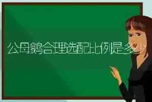 公母鹅合理选配比例是多少