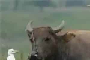 肉牛养殖前景及肉牛养殖利润分析