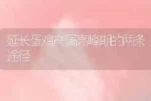 延长蛋鸡产蛋高峰期的两条途径