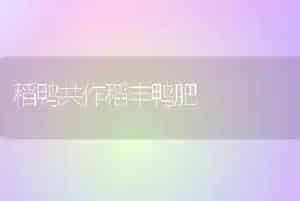 稻鸭共作稻丰鸭肥