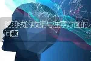 鹅羽绒的收集与注意方面的问题