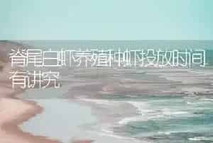 脊尾白虾养殖种虾投放时间有讲究