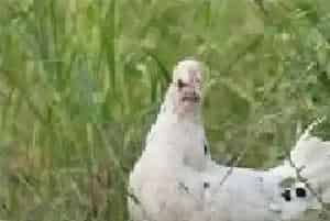 乌鸡的养殖环境