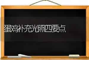 蛋鸡补充光照四要点