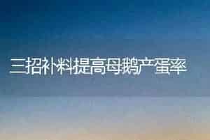 三招补料提高母鹅产蛋率