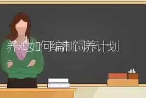 养鸡如何编制饲养计划
