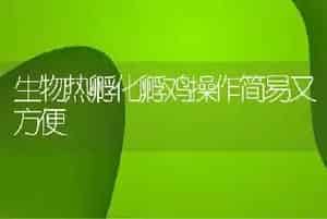 生物热孵化孵鸡操作简易又方便