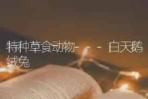 特种草食动物---白天鹅绒兔