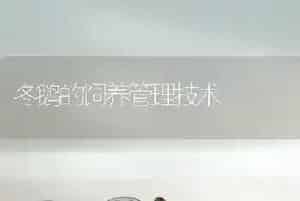 冬鹅的饲养管理技术