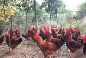 秋季养鸡注意事项4点要记住
