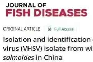 论文解读--中国野生加州鲈病毒性出血性败血症病毒(VHSV)的分离与鉴定