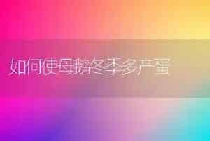如何使母鹅冬季多产蛋