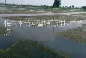 梅雨季节河蟹塘管理技术要点