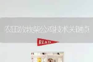 农田放牧柴公鸡技术关键点
