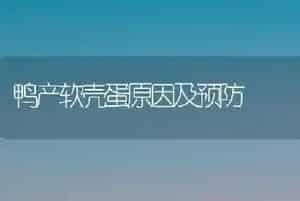 鸭产软壳蛋原因及预防
