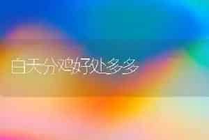 白天分鸡好处多多