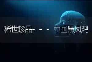 稀世珍品---中国黑凤鸡