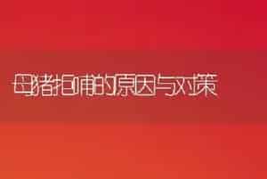 母猪拒哺的原因与对策