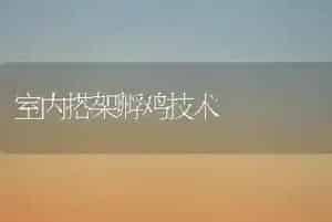 室内搭架孵鸡技术