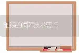 雏鹅的饲养技术要点