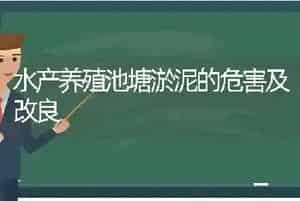 水产养殖池塘淤泥的危害及改良