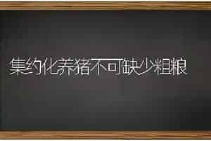 集约化养猪不可缺少粗粮