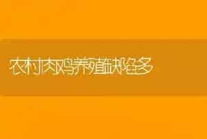 农村肉鸡养殖缺陷多