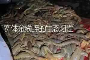 宽体金线蛭的生态习性