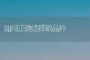 如何正确选择鹅品种