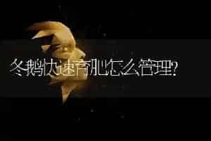 冬鹅快速育肥怎么管理?