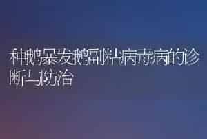 种鹅暴发鹅副粘病毒病的诊断与防治