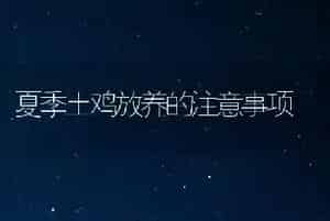 夏季土鸡放养的注意事项