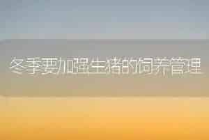 冬季要加强生猪的饲养管理