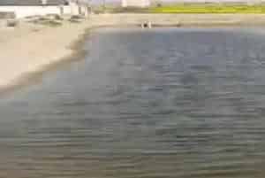 提高脊尾白虾养殖成活率,这些技术关键点可以帮到您