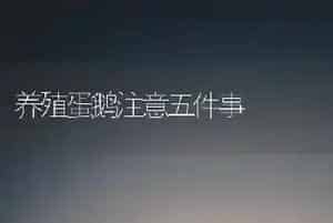 养殖蛋鹅注意五件事
