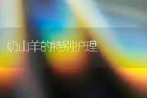 奶山羊的特别护理
