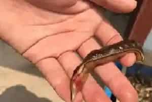水蛭养殖过程中常见病水鼓病的防治方法