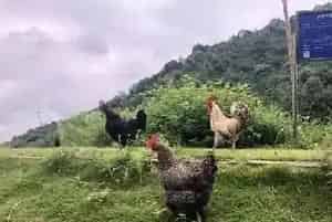 散养鸡养殖管理技术要点（散养鸡的常见病及防治）