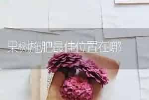 如何科学提高瘦肉型仔猪成活率