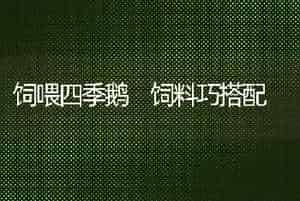 饲喂四季鹅 饲料巧搭配
