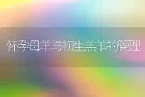 怀孕母羊与初生羔羊的管理