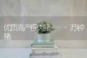优质高产瘦肉猪---苏钟猪