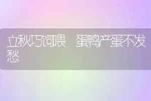 立秋巧饲喂 蛋鸭产蛋不发愁