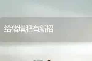 给猪增肥有新招