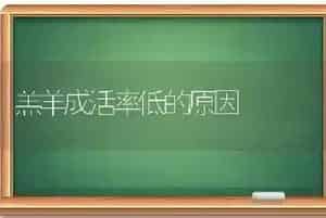 羔羊成活率低的原因