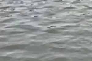 海水小白虾养殖前期的四个问题