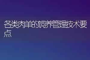 各类肉羊的饲养管理技术要点