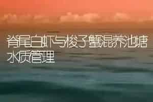 脊尾白虾与梭子蟹混养池塘水质管理