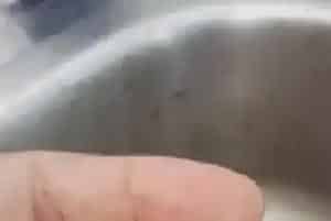 气温回升,水产养殖户必须加强养殖保健工作