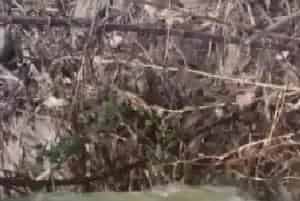 从效果看水产养殖低温肥水
